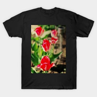 Red Greigii tulips T-Shirt